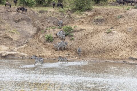 Zebras come down a sandy bank and ford the river, while wildebeest wait at the top of the slope