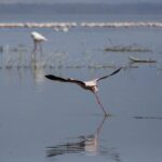 A lesser flamingo runs across the gray water to take off, a long line of pink flamingos at the far end of the lake