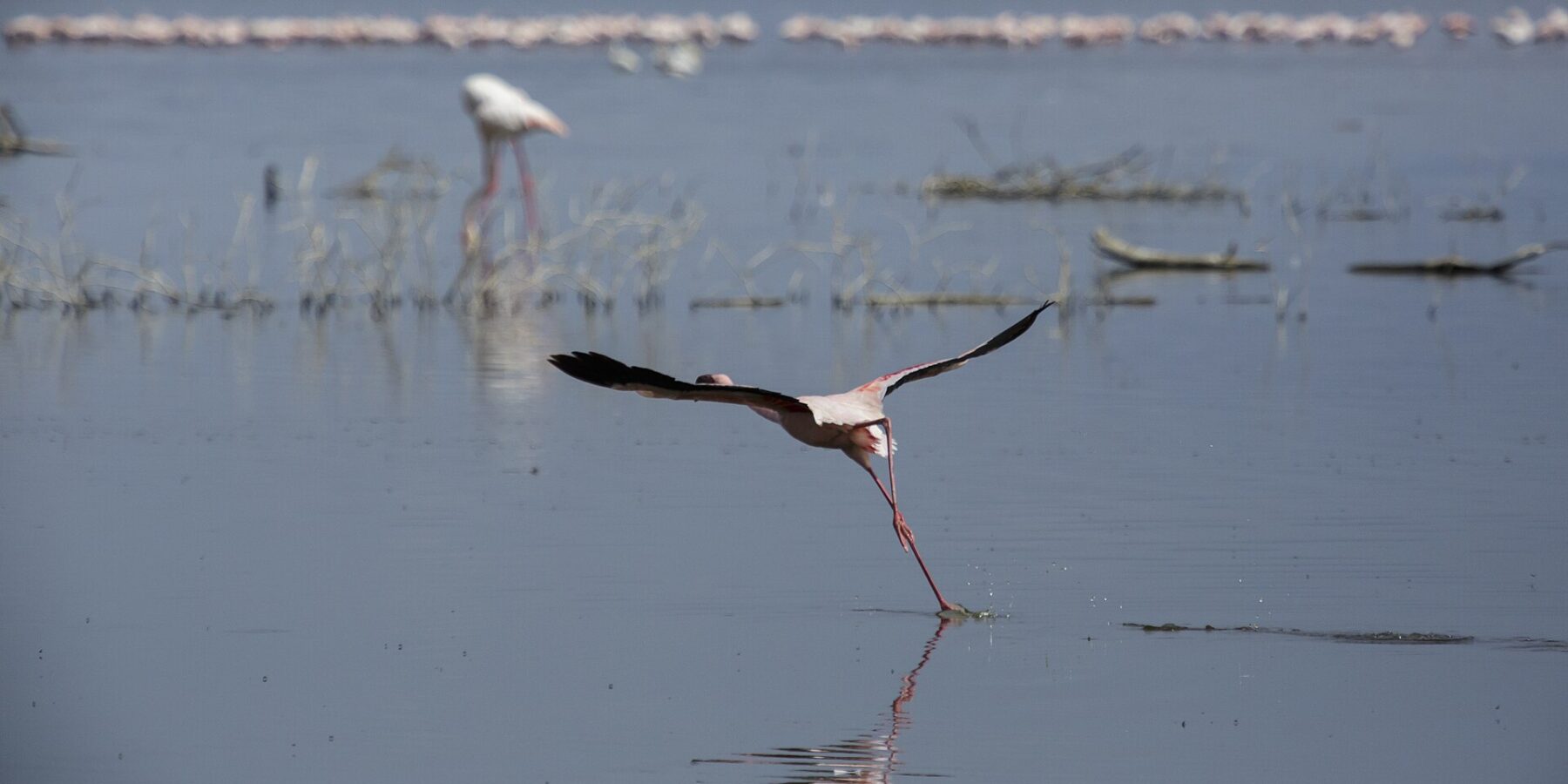 A lesser flamingo runs across the gray water to take off, a long line of pink flamingos at the far end of the lake
