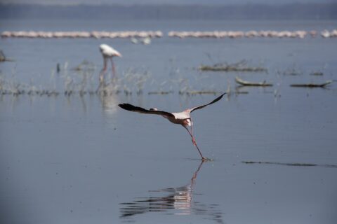 A lesser flamingo runs across the gray water to take off, a long line of pink flamingos at the far end of the lake