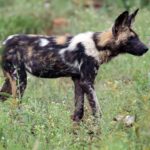 An African wild dog in profile in green grass dotted with flowers, its coat blotched black, tan and white, its large round ears pricked and its tail tipped with white