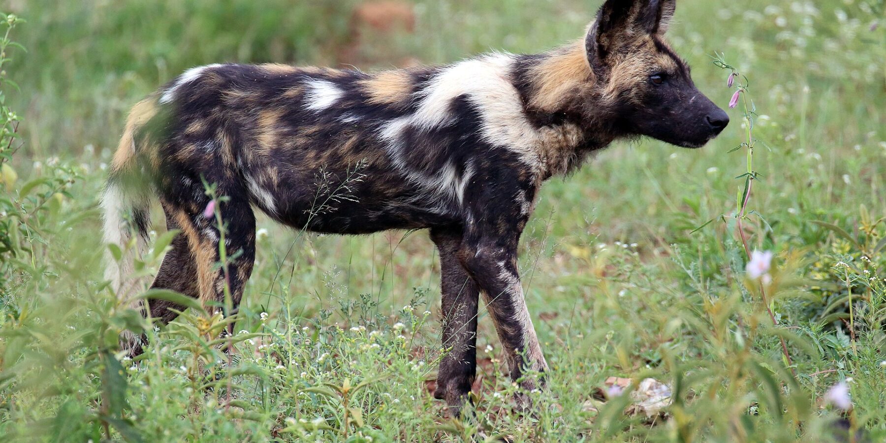 An African wild dog in profile in green grass dotted with flowers, its coat blotched black, tan and white, its large round ears pricked and its tail tipped with white