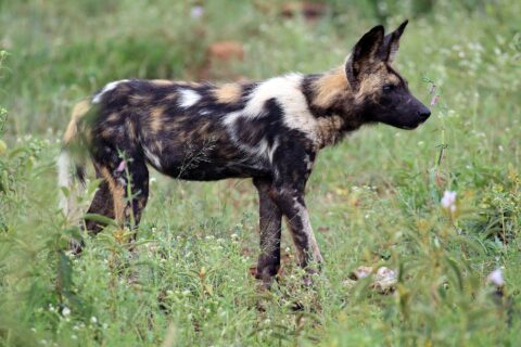 An African wild dog in profile in green grass dotted with flowers, its coat blotched black, tan and white, its large round ears pricked and its tail tipped with white