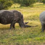Two southern white rhinos graze green grass, one caked in mud with a long horn, the other light gray and seen head-on
