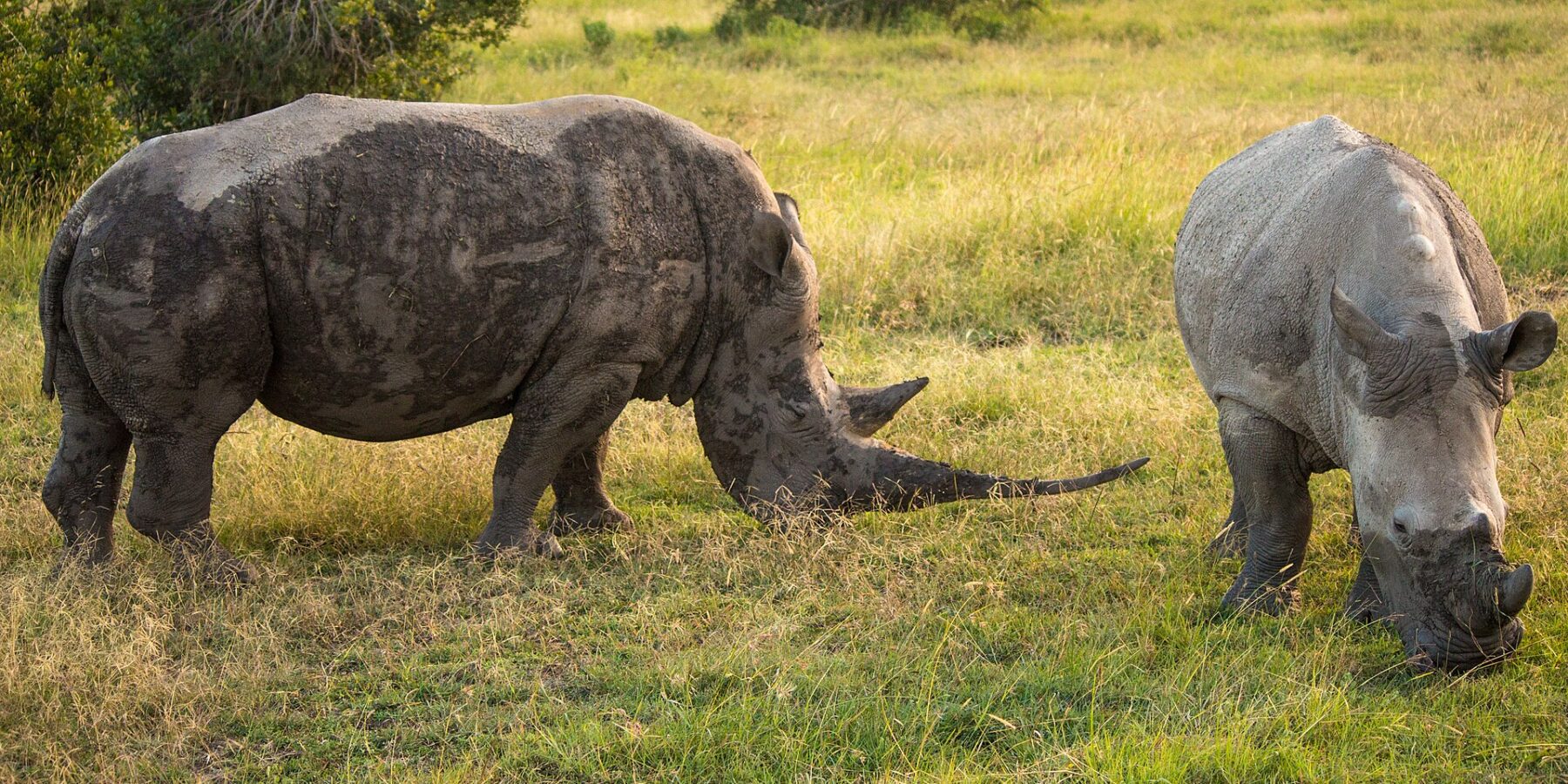 Two southern white rhinos graze green grass, one caked in mud with a long horn, the other light gray and seen head-on
