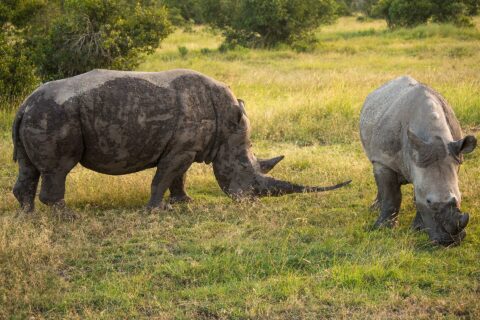 Two southern white rhinos graze green grass, one caked in mud with a long horn, the other light gray and seen head-on