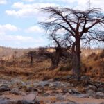 The dry, rocky bed of the Great Ruaha, with a leafless baobab on the bank and zebras in the distance on the hill