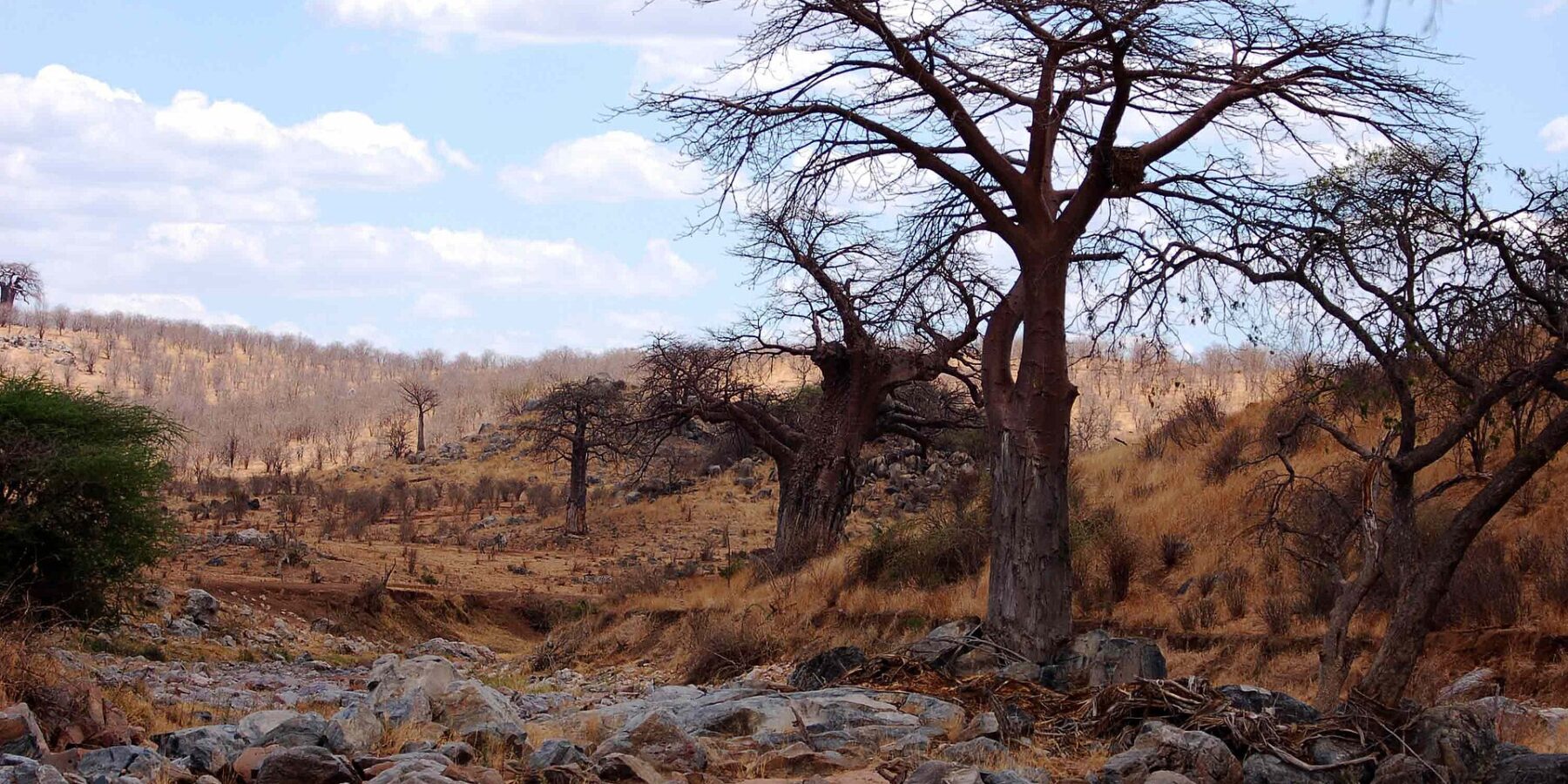 The dry, rocky bed of the Great Ruaha, with a leafless baobab on the bank and zebras in the distance on the hill