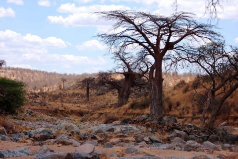 The dry, rocky bed of the Great Ruaha, with a leafless baobab on the bank and zebras in the distance on the hill