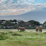 Four elephants walk through a green meadow dotted with white flowers in front of a line of acacias, the snowy summit of Kilimanjaro behind them