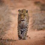 A leopard walks straight toward the camera on a red sand track between dry grasses, its gaze fixed and one front paw raised