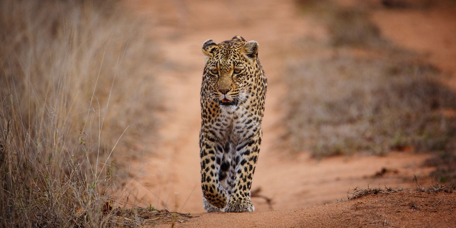 A leopard walks straight toward the camera on a red sand track between dry grasses, its gaze fixed and one front paw raised