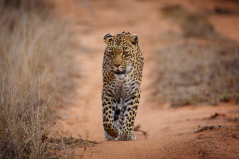 A leopard walks straight toward the camera on a red sand track between dry grasses, its gaze fixed and one front paw raised