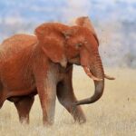 An elephant entirely red with laterite throws earth over its back with its trunk, clods flying, in dry grass