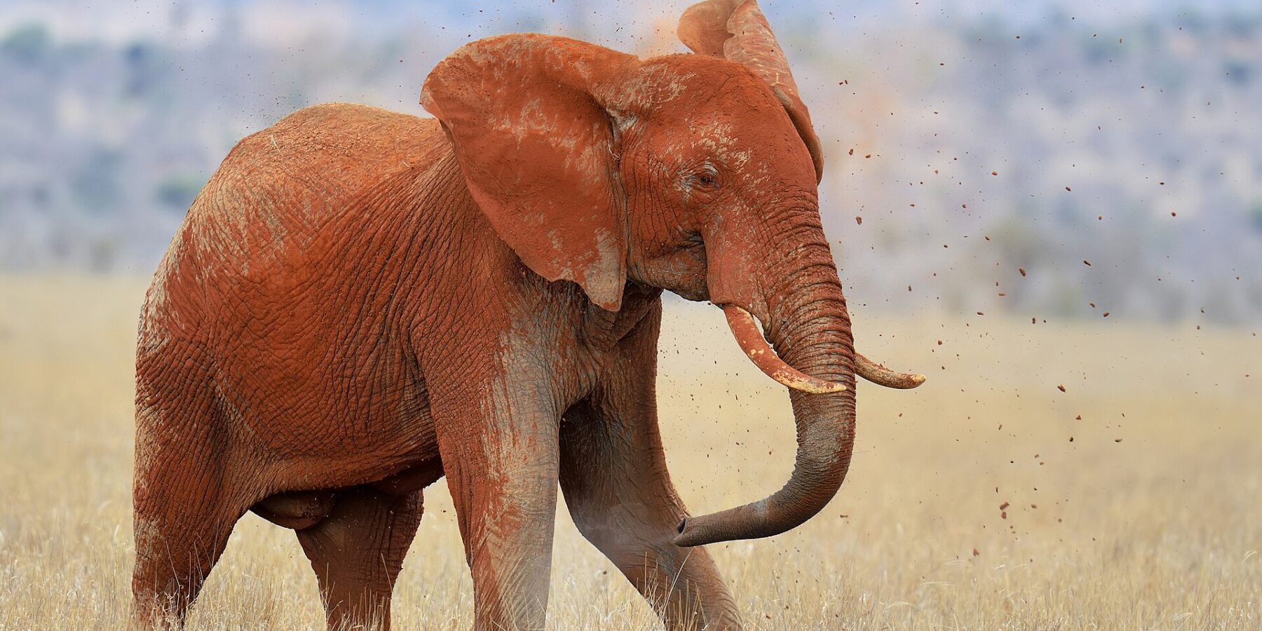 An elephant entirely red with laterite throws earth over its back with its trunk, clods flying, in dry grass