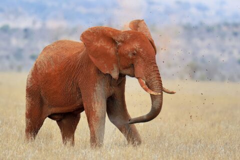 An elephant entirely red with laterite throws earth over its back with its trunk, clods flying, in dry grass