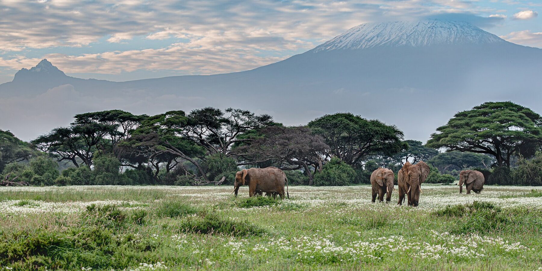 Four elephants walk through a green meadow dotted with white flowers in front of a line of acacias, the snowy summit of Kilimanjaro behind them