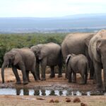 A family of elephants drinks at a muddy waterhole, a large female facing the camera on the right and three young on the left, low bush and blue hills behind