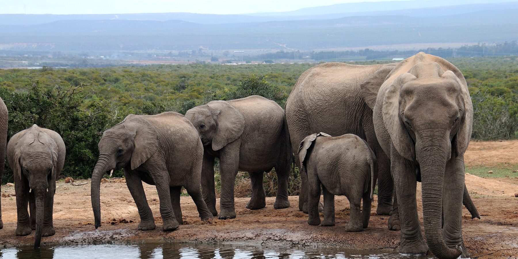 A family of elephants drinks at a muddy waterhole, a large female facing the camera on the right and three young on the left, low bush and blue hills behind