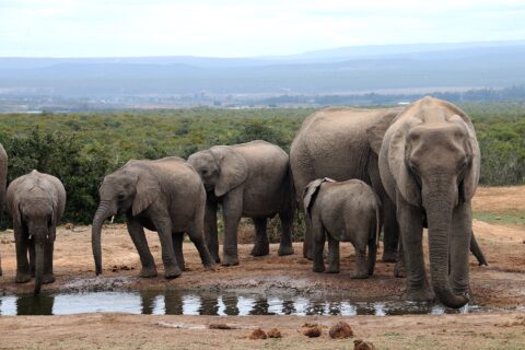 A family of elephants drinks at a muddy waterhole, a large female facing the camera on the right and three young on the left, low bush and blue hills behind