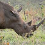 Close-up of a white rhino grazing head down, its long, slender, curved front horn raised above the green grass and its square lip on the ground