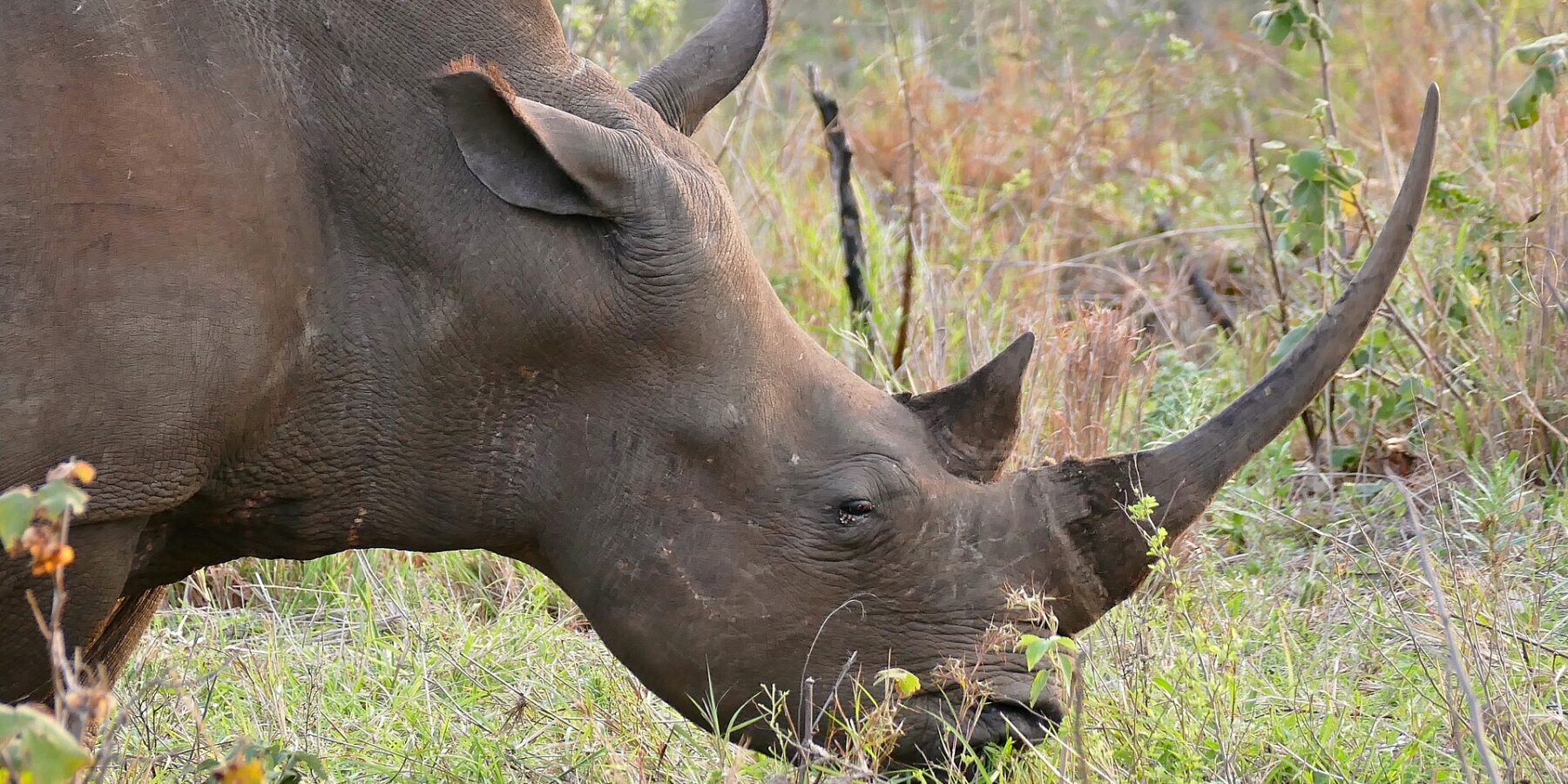 Close-up of a white rhino grazing head down, its long, slender, curved front horn raised above the green grass and its square lip on the ground