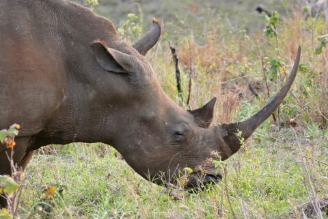 Close-up of a white rhino grazing head down, its long, slender, curved front horn raised above the green grass and its square lip on the ground