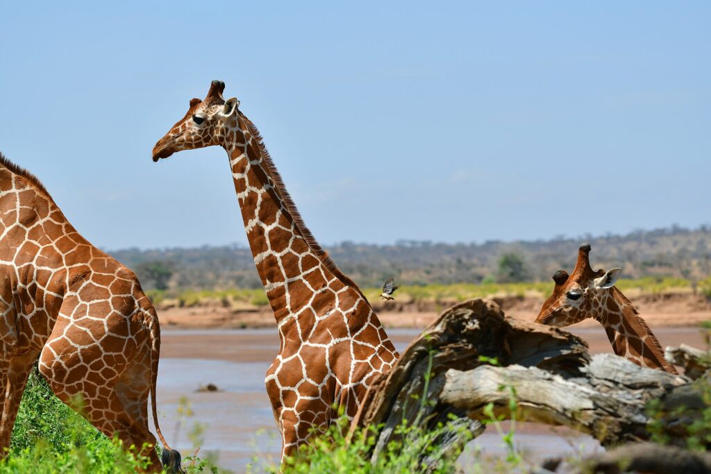 Two reticulated giraffes with net-patterned coats stand in front of the brown river, one in profile with its neck raised, an oxpecker flying behind it