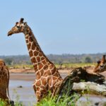 Two reticulated giraffes with net-patterned coats stand in front of the brown river, one in profile with its neck raised, an oxpecker flying behind it