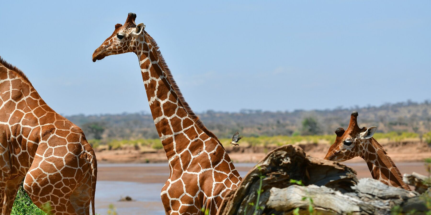 Two reticulated giraffes with net-patterned coats stand in front of the brown river, one in profile with its neck raised, an oxpecker flying behind it