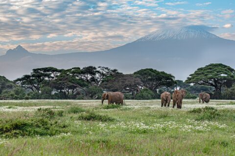 Four elephants walk through a green meadow dotted with white flowers in front of a line of acacias, the snowy summit of Kilimanjaro behind them
