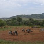 Wildebeest, impalas, zebras and a male greater kudu gathered on red earth around a waterhole, the green hills of the crater behind