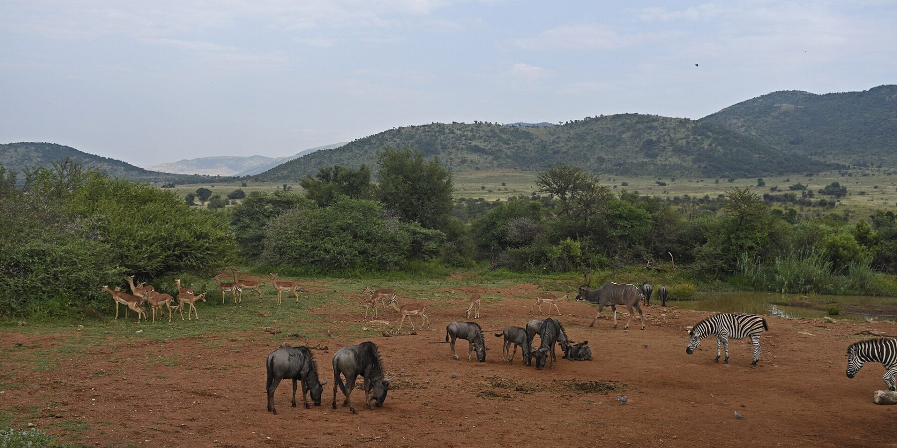 Wildebeest, impalas, zebras and a male greater kudu gathered on red earth around a waterhole, the green hills of the crater behind
