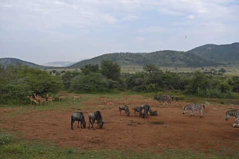 Wildebeest, impalas, zebras and a male greater kudu gathered on red earth around a waterhole, the green hills of the crater behind