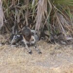 Two African wild dogs lying in dry grass under palm fronds, one looking at the camera, large round ears pricked up
