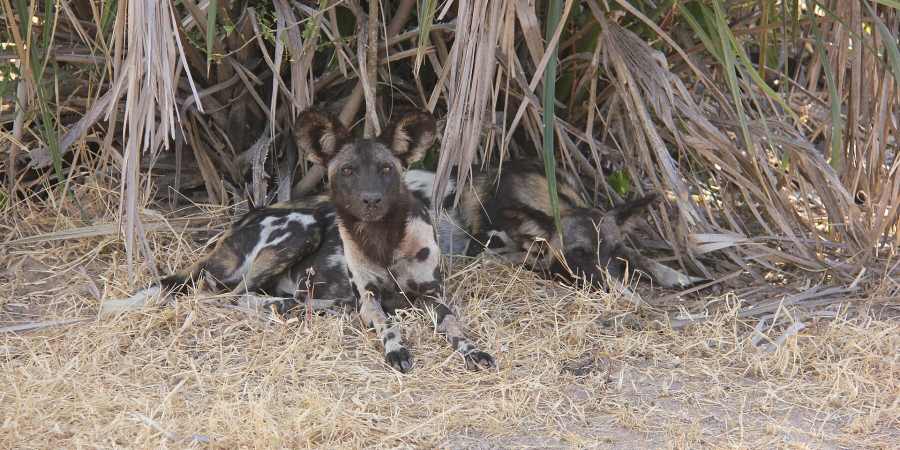 Two African wild dogs lying in dry grass under palm fronds, one looking at the camera, large round ears pricked up