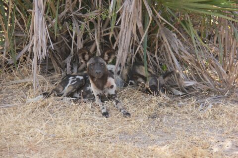Two African wild dogs lying in dry grass under palm fronds, one looking at the camera, large round ears pricked up