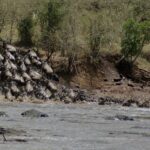 A column of wildebeest charges down an earth bank and plunges into the gray river, the first ones already swimming in line toward the far bank