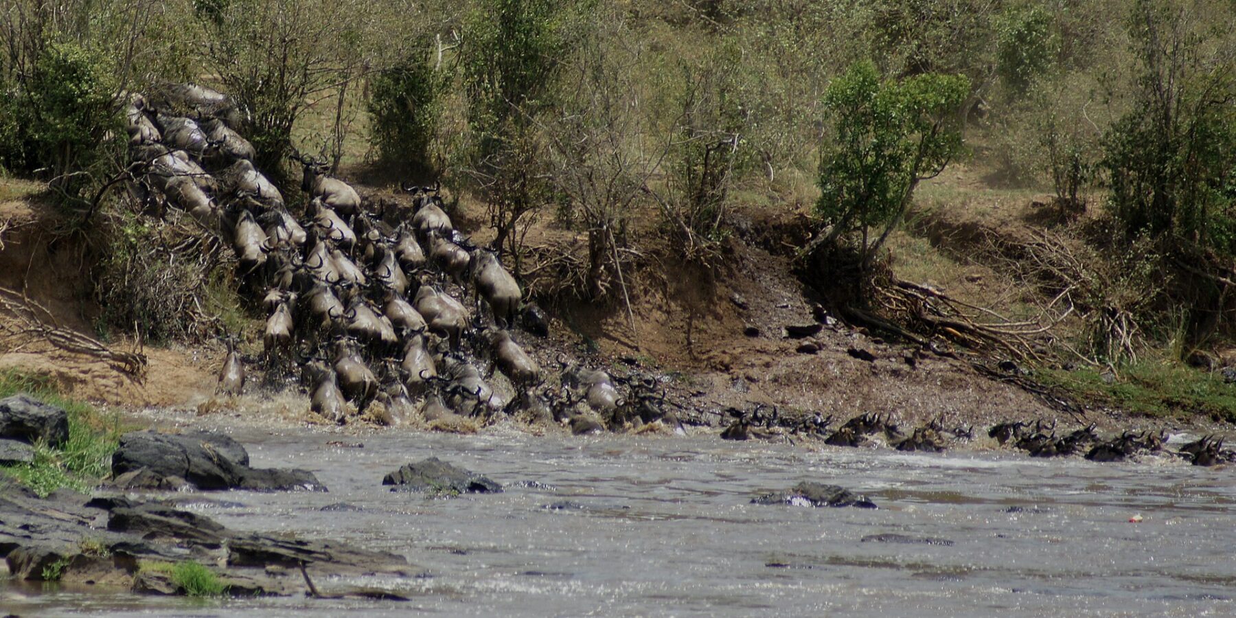 A column of wildebeest charges down an earth bank and plunges into the gray river, the first ones already swimming in line toward the far bank