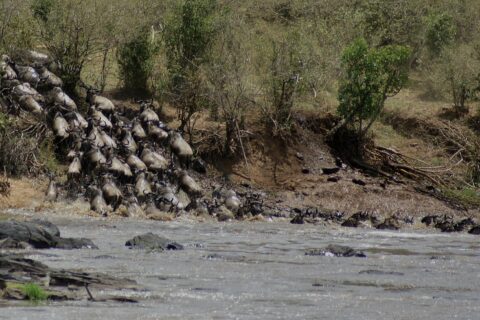 A column of wildebeest charges down an earth bank and plunges into the gray river, the first ones already swimming in line toward the far bank