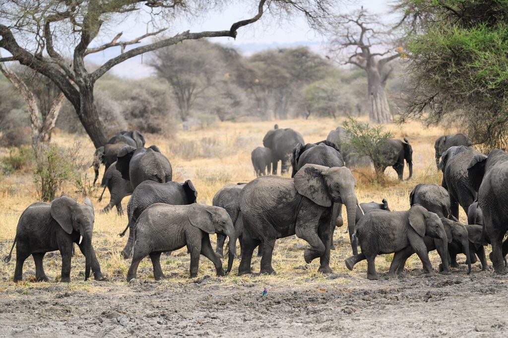 A herd of elephants with several calves crosses muddy ground, with a baobab and acacias behind