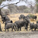 A herd of elephants with several calves crosses muddy ground, with a baobab and acacias behind