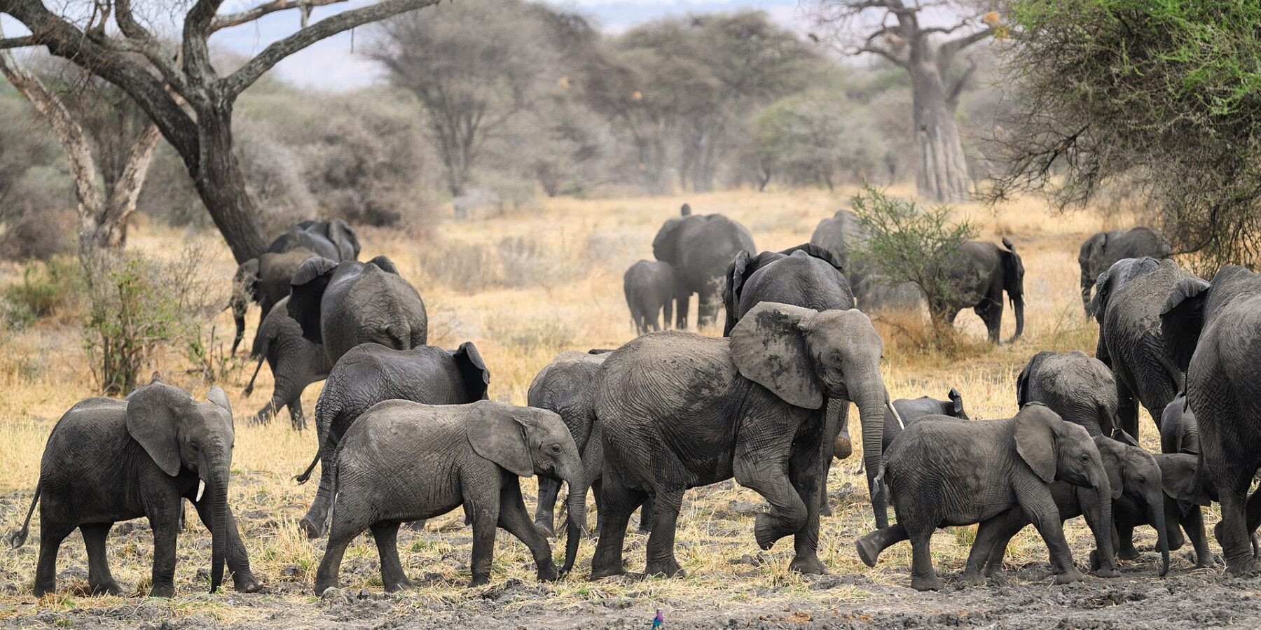 A herd of elephants with several calves crosses muddy ground, with a baobab and acacias behind