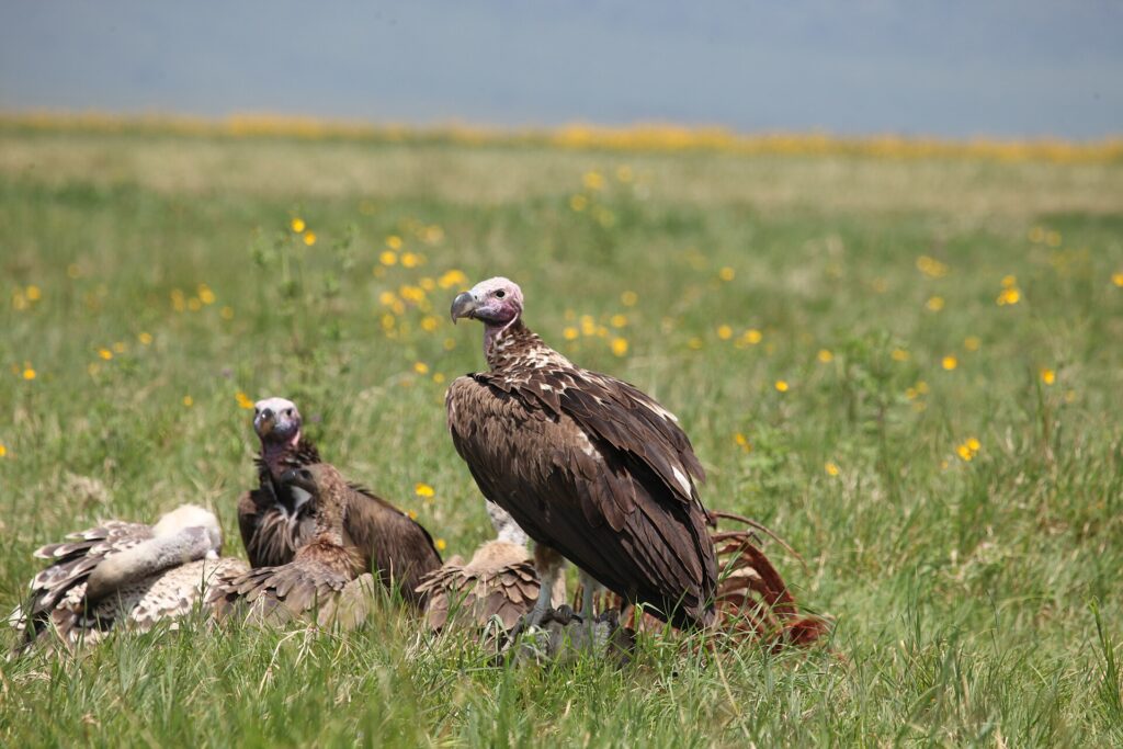 Three vultures, including a pink-headed lappet-faced vulture, around a carcass in grass dotted with yellow flowers