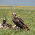 Three vultures, including a pink-headed lappet-faced vulture, around a carcass in grass dotted with yellow flowers