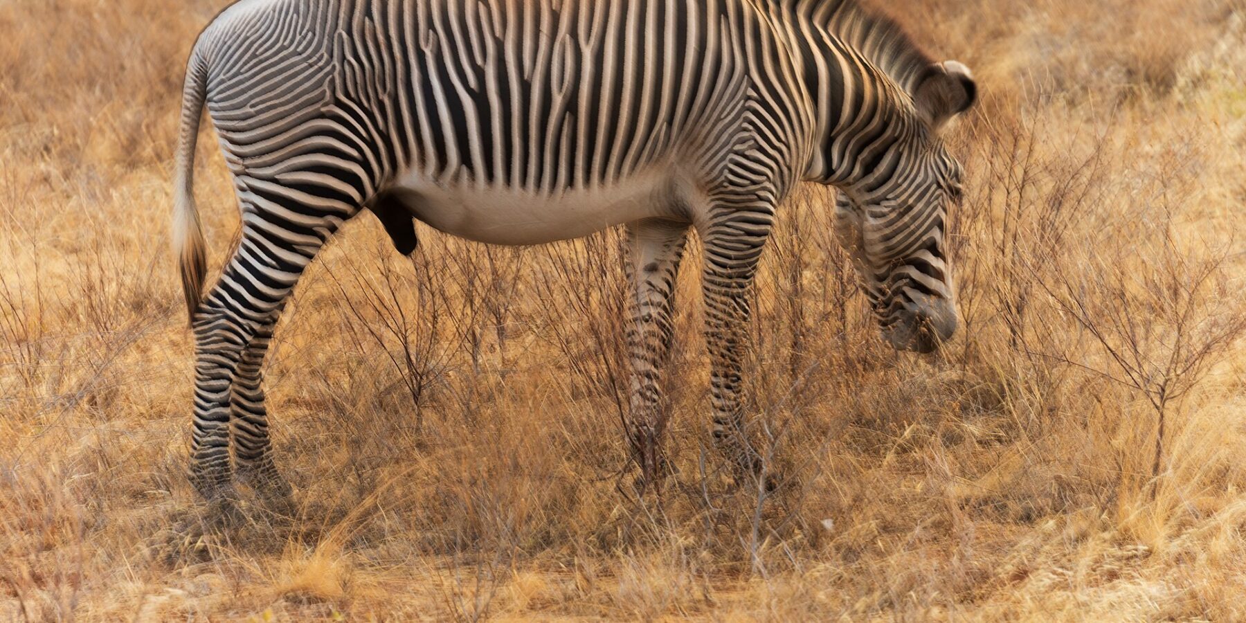 A male Grévy's zebra grazes in profile in golden grass, with narrow, closely set stripes, a white belly, an upright mane and large round ears