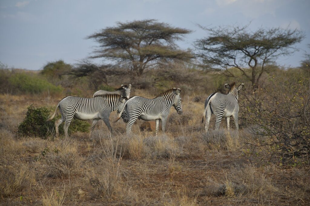 Four Grévy's zebras in dry bush, two in profile and one from behind, in front of umbrella acacias and shrubs