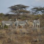 Four Grévy's zebras in dry bush, two in profile and one from behind, in front of umbrella acacias and shrubs