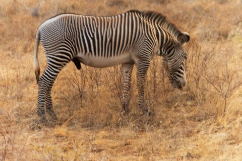 A male Grévy's zebra grazes in profile in golden grass, with narrow, closely set stripes, a white belly, an upright mane and large round ears