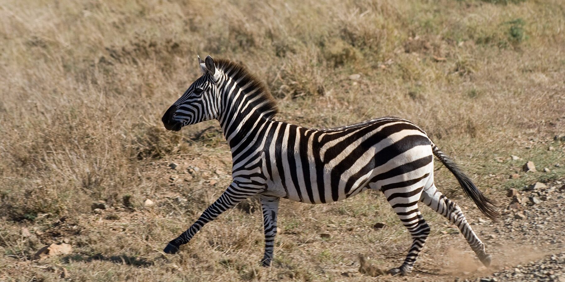 A plains zebra galloping in profile through dry grass, dust kicking up under its hooves, its mane upright